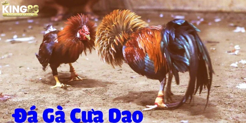 kinh-nghiem-va-luu-y-khi-choi-da-ga-cua-dao Kinh nghiệm và lưu ý khi chơi đá gà cựa dao