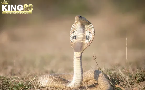 kinh-nghiem-choi-xo-so-dua-tren-giac-mo-thay-ran Kinh nghiệm chơi xổ số dựa trên giấc mơ thấy rắn