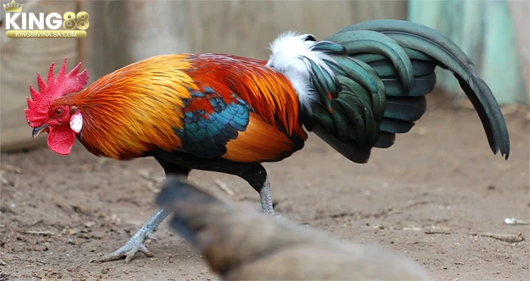 quan-ly-dan-va-ky-thuat-thu-hoach-hieu-qua Quản lý đàn và kỹ thuật thu hoạch hiệu quả